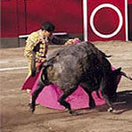 Bull Fights