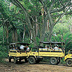 Jungle Tours